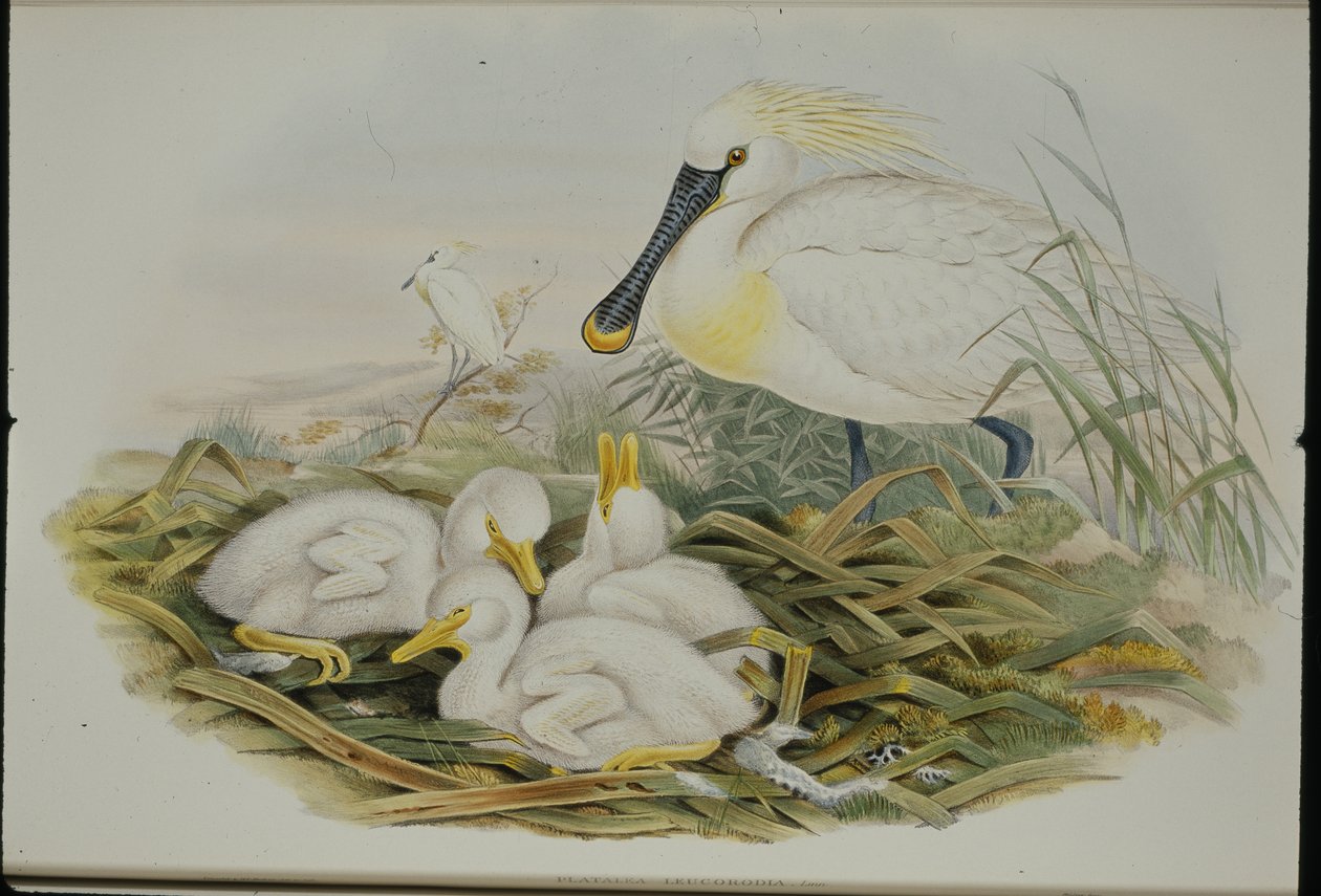 Spoonbill (Platalea Leucorodia) (ručně barvené litho) od John (after) Gould