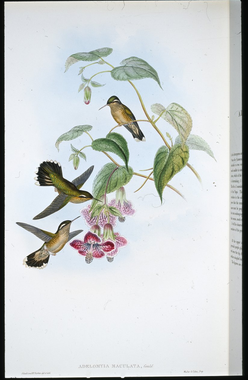 Adelomyia skvrnitá (Adelomyia Maculata) (ručně barvená lito) od John (after) Gould
