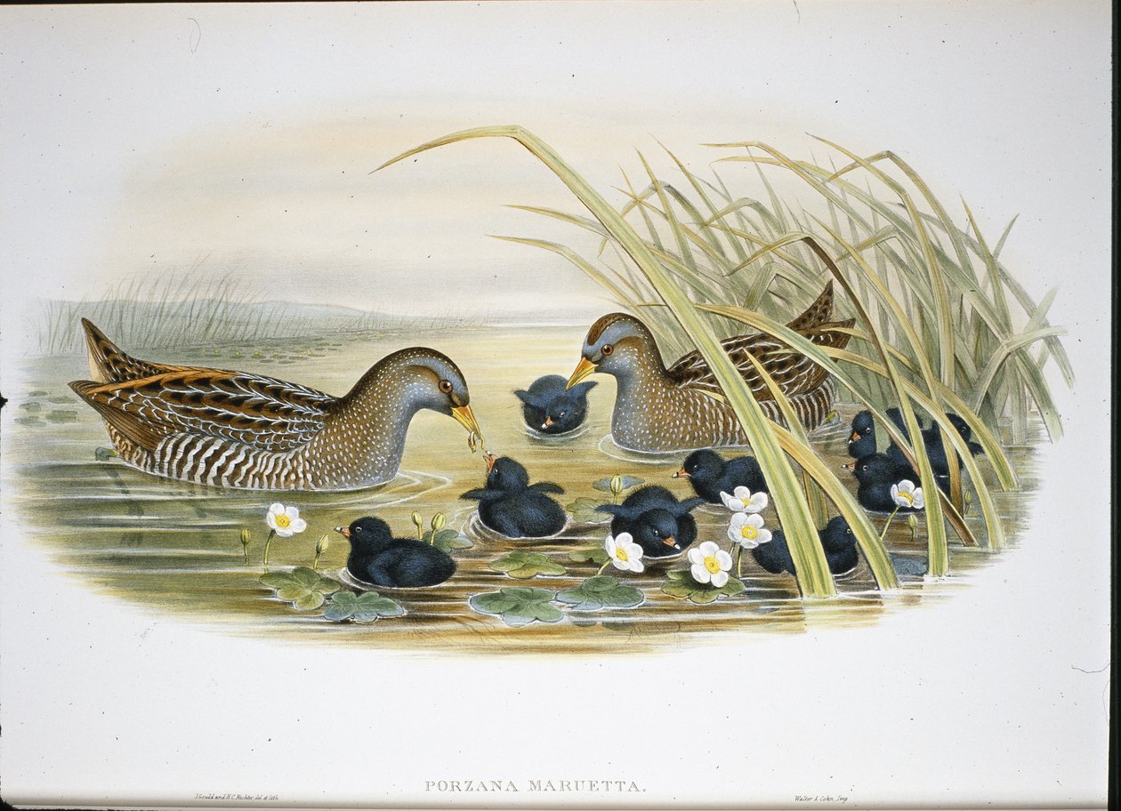 Chřástal skvrnitý (Porzana Maruetta) (ručně barvené lito) od John (after) Gould