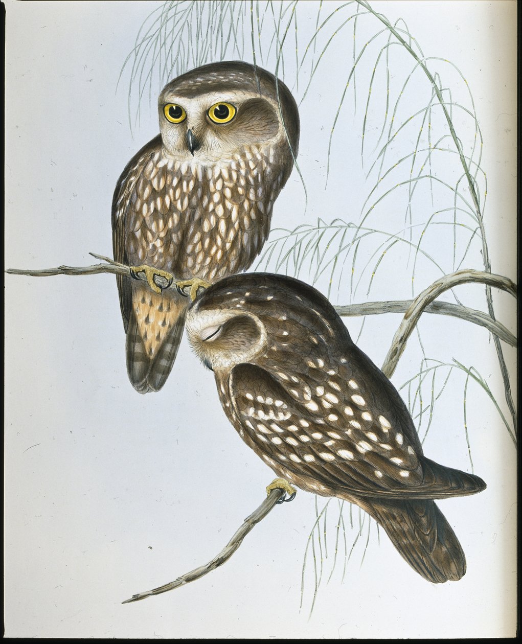 Sova skvrnitá (Athene Maculata) (ručně barvené litho) od John (after) Gould