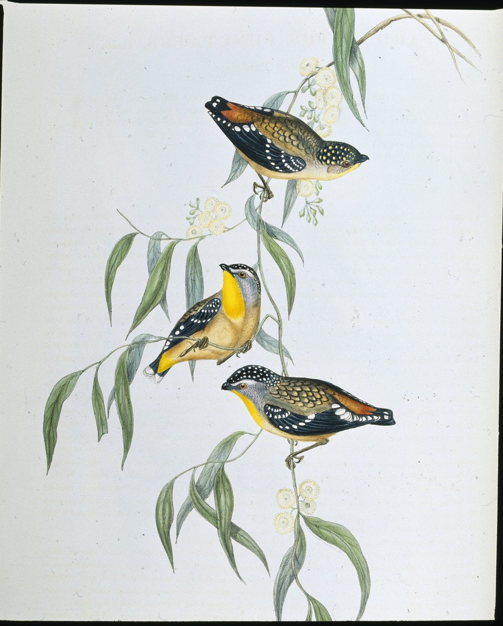 Pardalot skvrnitý (Pardalotus punctatus ) (ručně kolorovaná litografie) od John (after) Gould