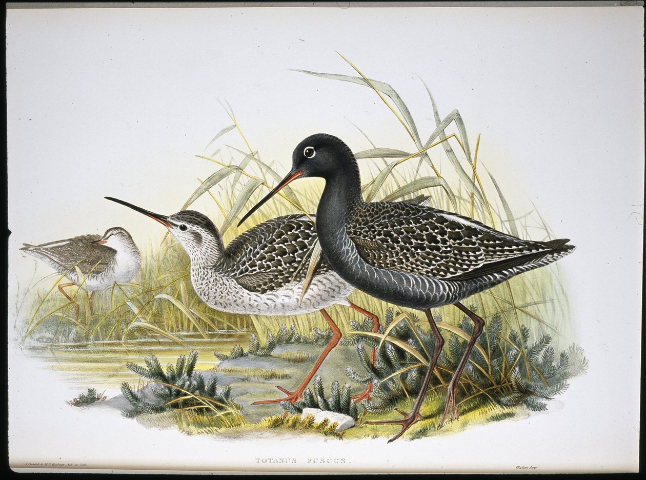 Redshank skvrnitý (Totanus Fuscus) (ručně barvené lito) od John (after) Gould