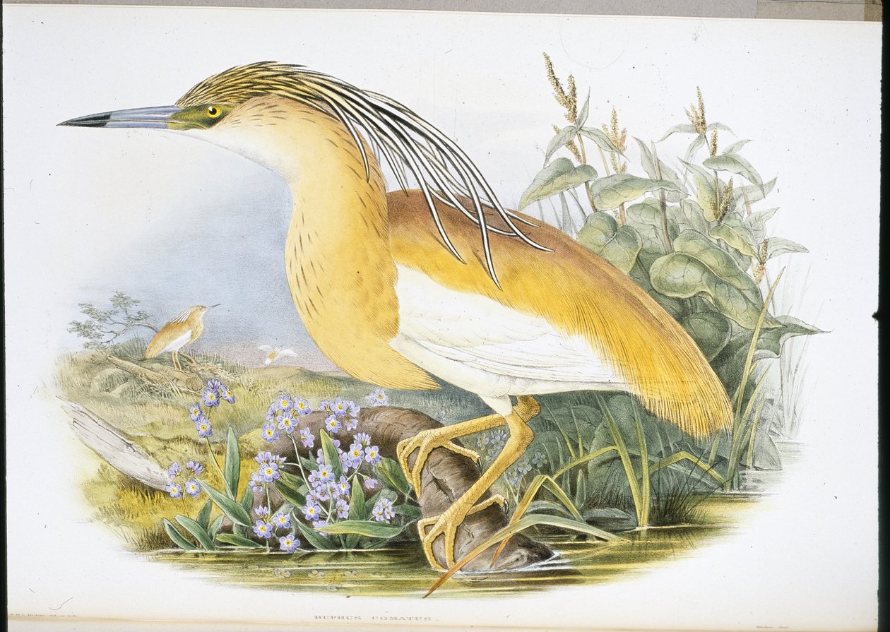 Squacco Heron (Buphus Comatus) (ručně barvené litho) od John (after) Gould