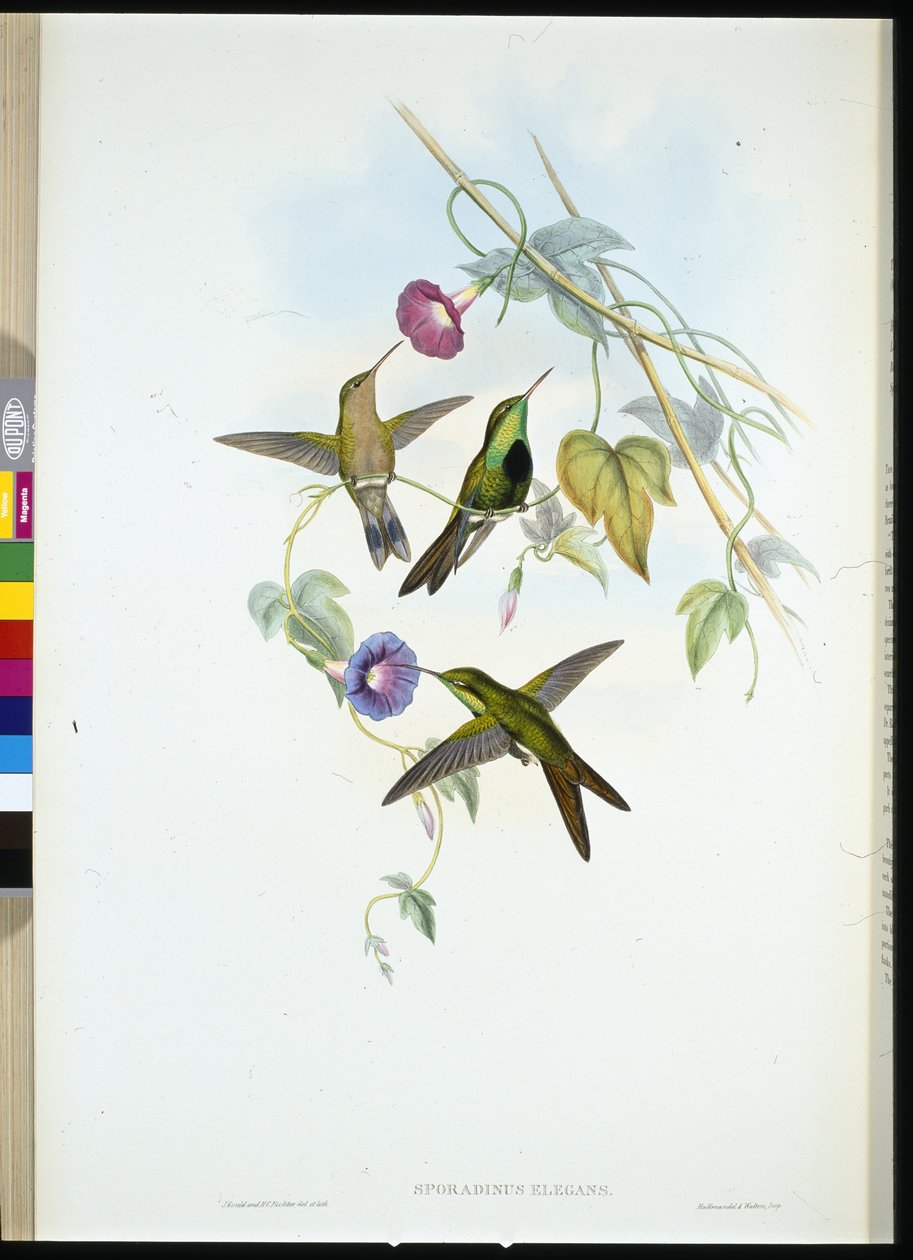 Kolibřík sv. Domingo (Sporadinus Elegans) (ručně kolorovaný lito) od John (after) Gould