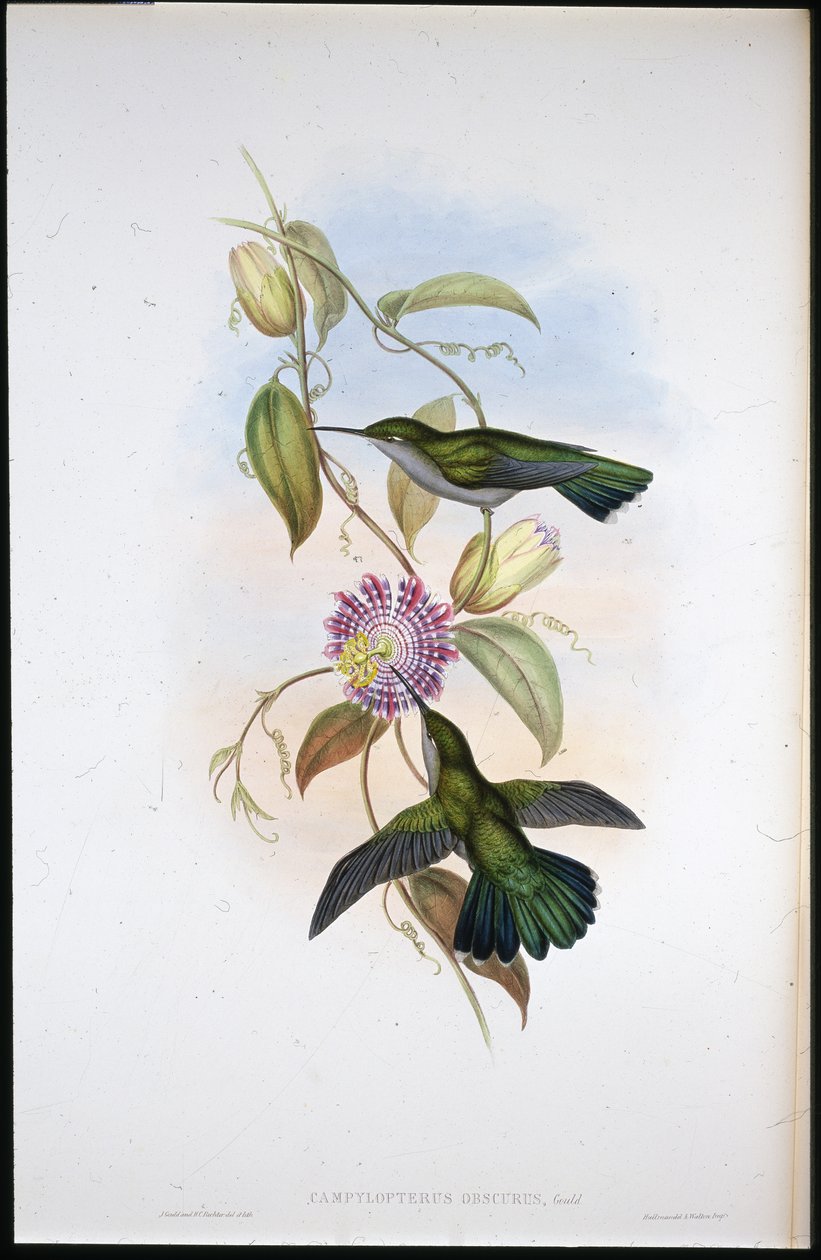 Mango sv. Tomáše (Lampornis Virginalis) (ručně barvené lito) od John (after) Gould