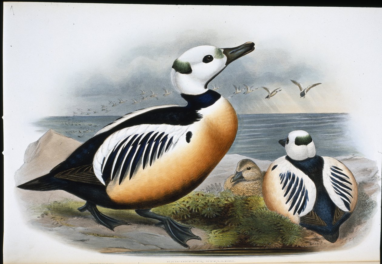 Kachna Stellerova (Eniconetta Stelleri) (ručně barvené lito) od John (after) Gould