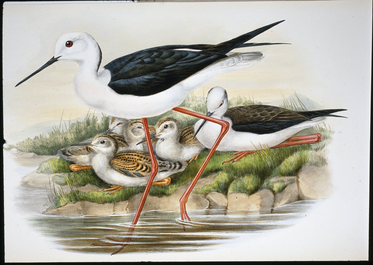 Chůda (Himantopus Candidus) (ručně barvené lito) od John (after) Gould