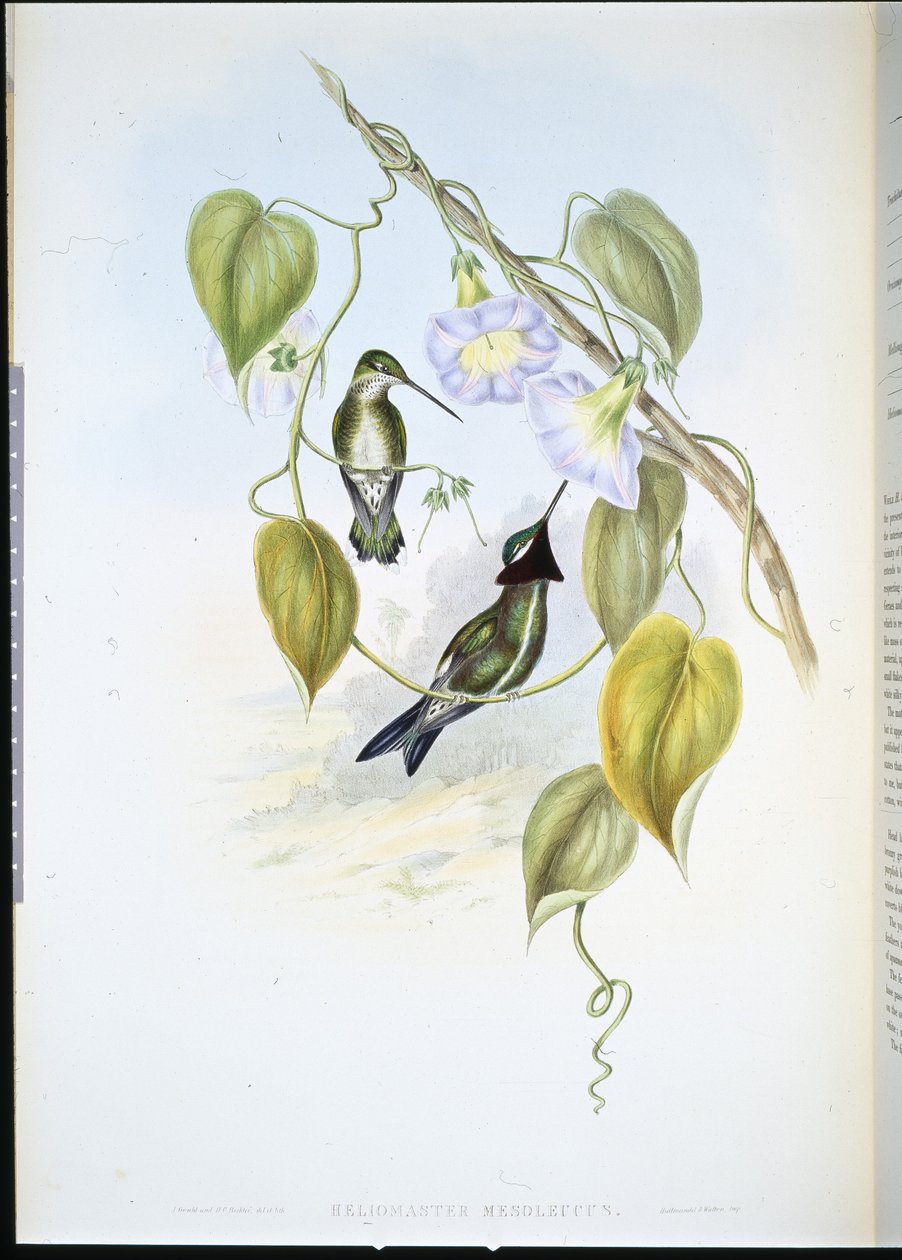 Star-throat pruhovaný (heliomaster mesoleucus) (ručně barvený litho) od John (after) Gould
