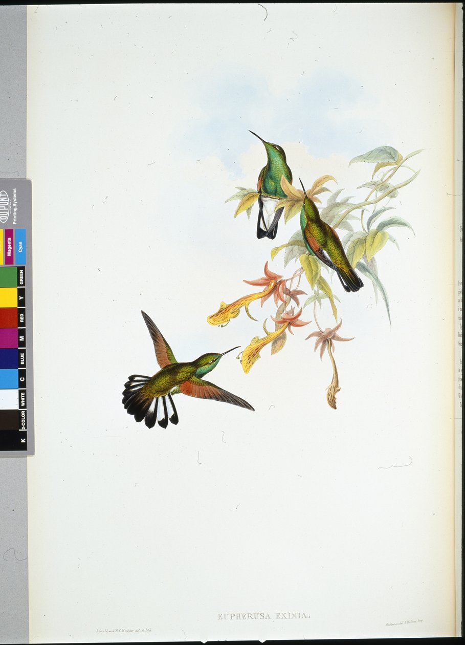 Kolibřík pruhovaný (Eupherusa Eximia) (ručně barvený litho) od John (after) Gould