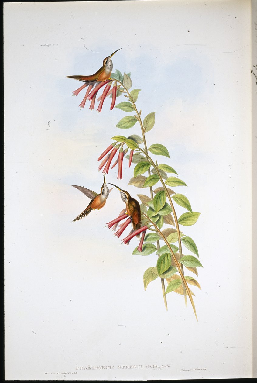 Poustevník pruhovaný (Phaethornis Striigularis) (ručně barvené litho) od John (after) Gould