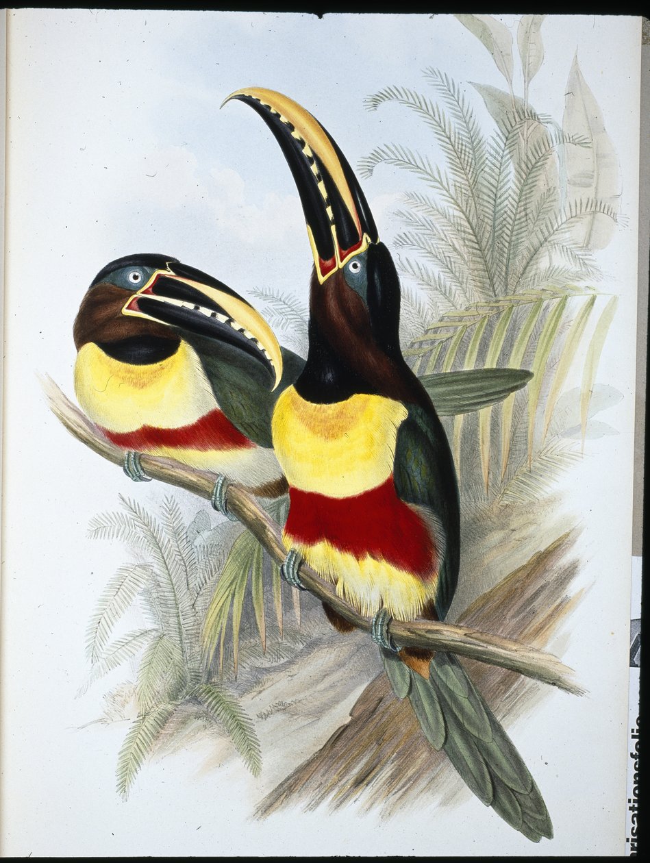 Tukan sírově bílý (Ramphastos Vitellinus) (ručně barvený litho) od John (after) Gould