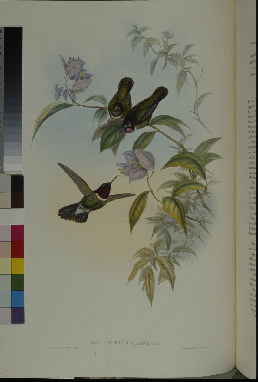 Sluneční anděl (Heliangelus Clarisse) (ručně kolorovaný lito) od John (after) Gould