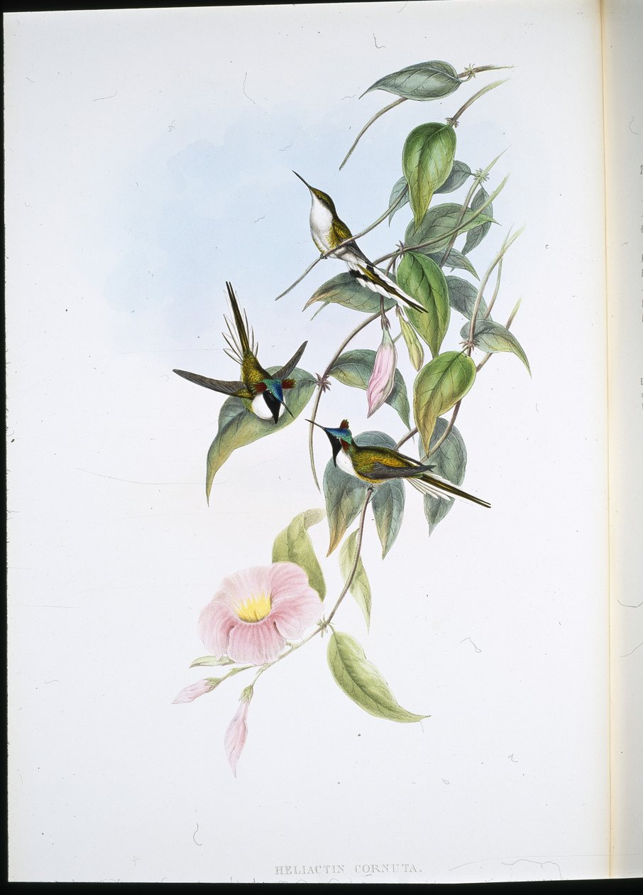 Sun Gem (Heliactin Cornuta) (ručně barvené lito) od John (after) Gould