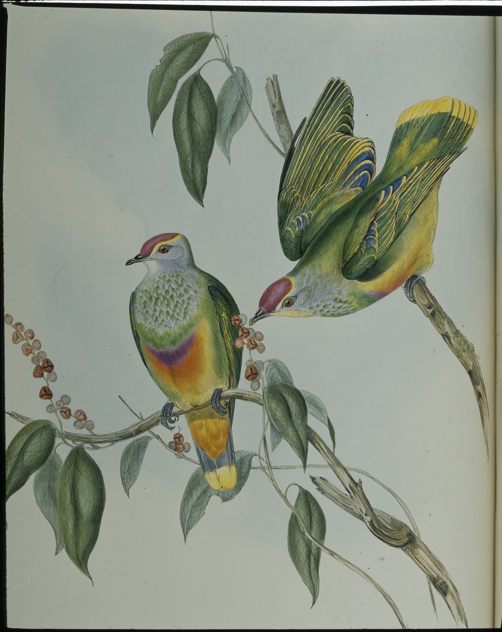 Swainsonův ovocný holub (Ptilinopus Swainsonii) (ručně barvené lito) od John (after) Gould