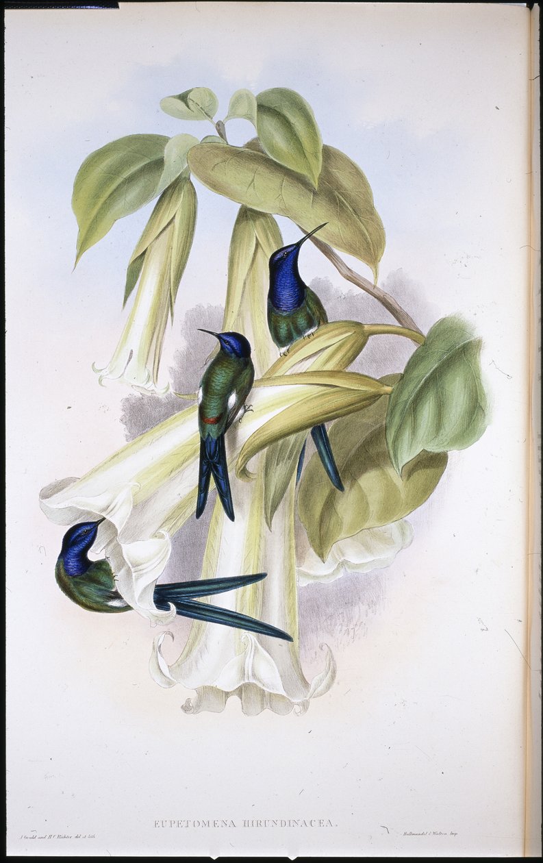 Vlaštovičník Eupetomena Hirundinacea) (ručně barvený litho) od John (after) Gould
