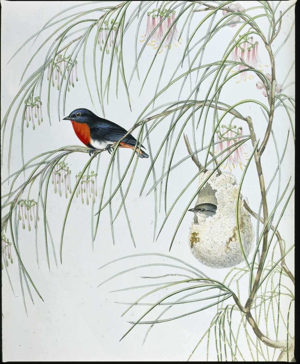 Swallow Dicaeum (ručně vybarvené figurky) od John (after) Gould