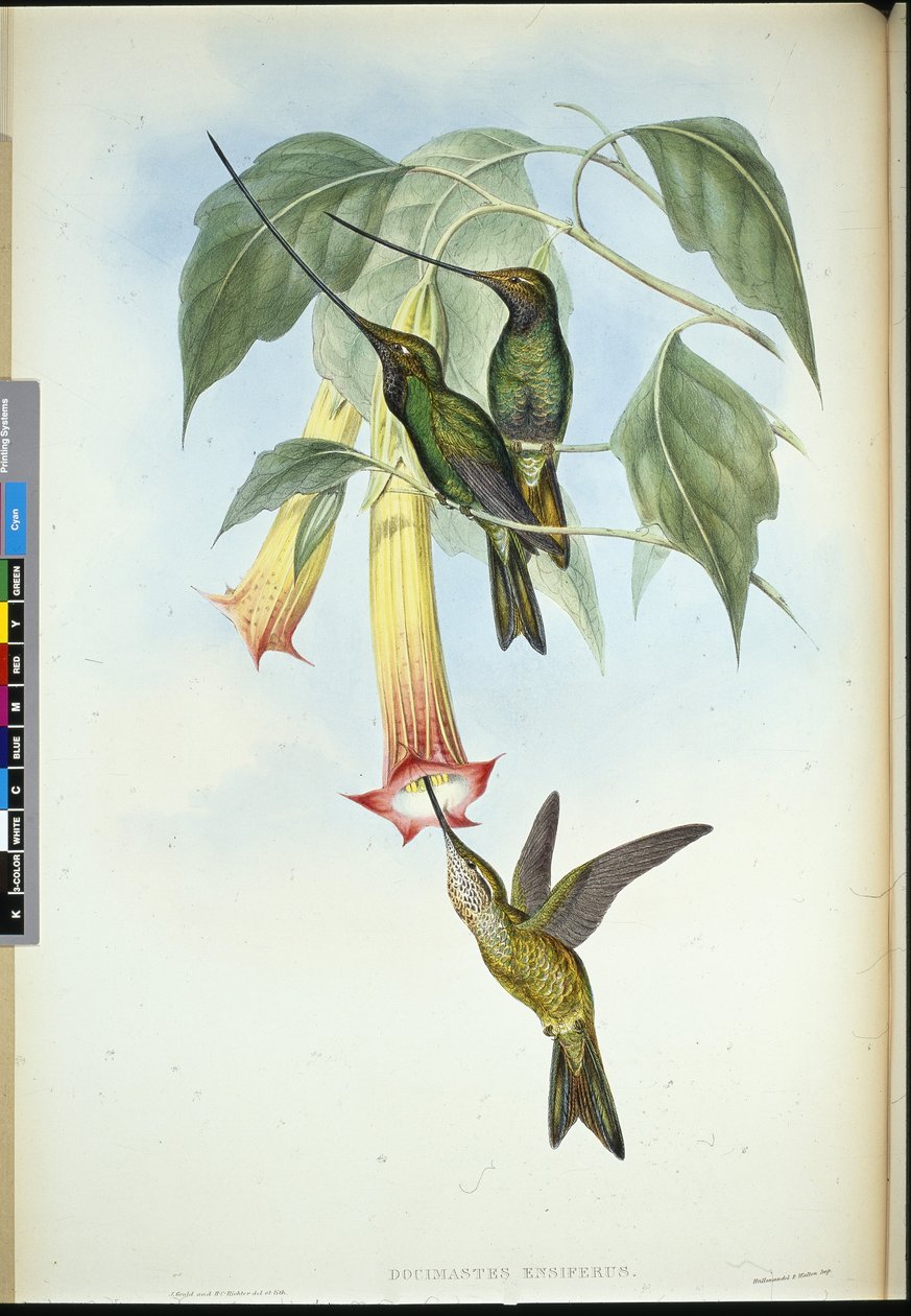 Zobák mečový (Docimastes Ensiferus) (ručně barvené lito) od John (after) Gould