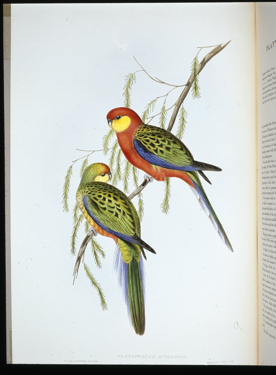 Andulka hraběte z Derby (platycercus icterotis) (ručně barvené litho) od John (after) Gould