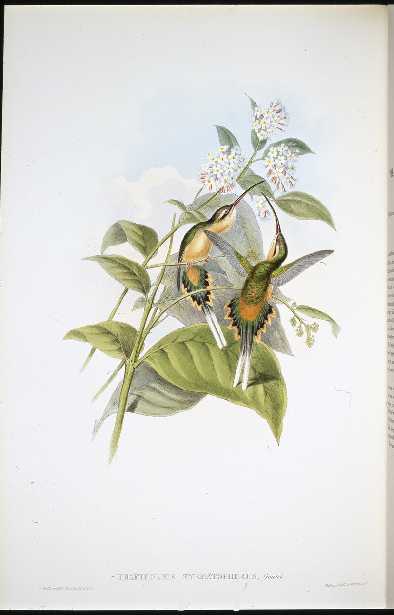 Vlkonosý poustevník (Phaethornis Syrmatophorus) (ručně barvený litho) od John (after) Gould
