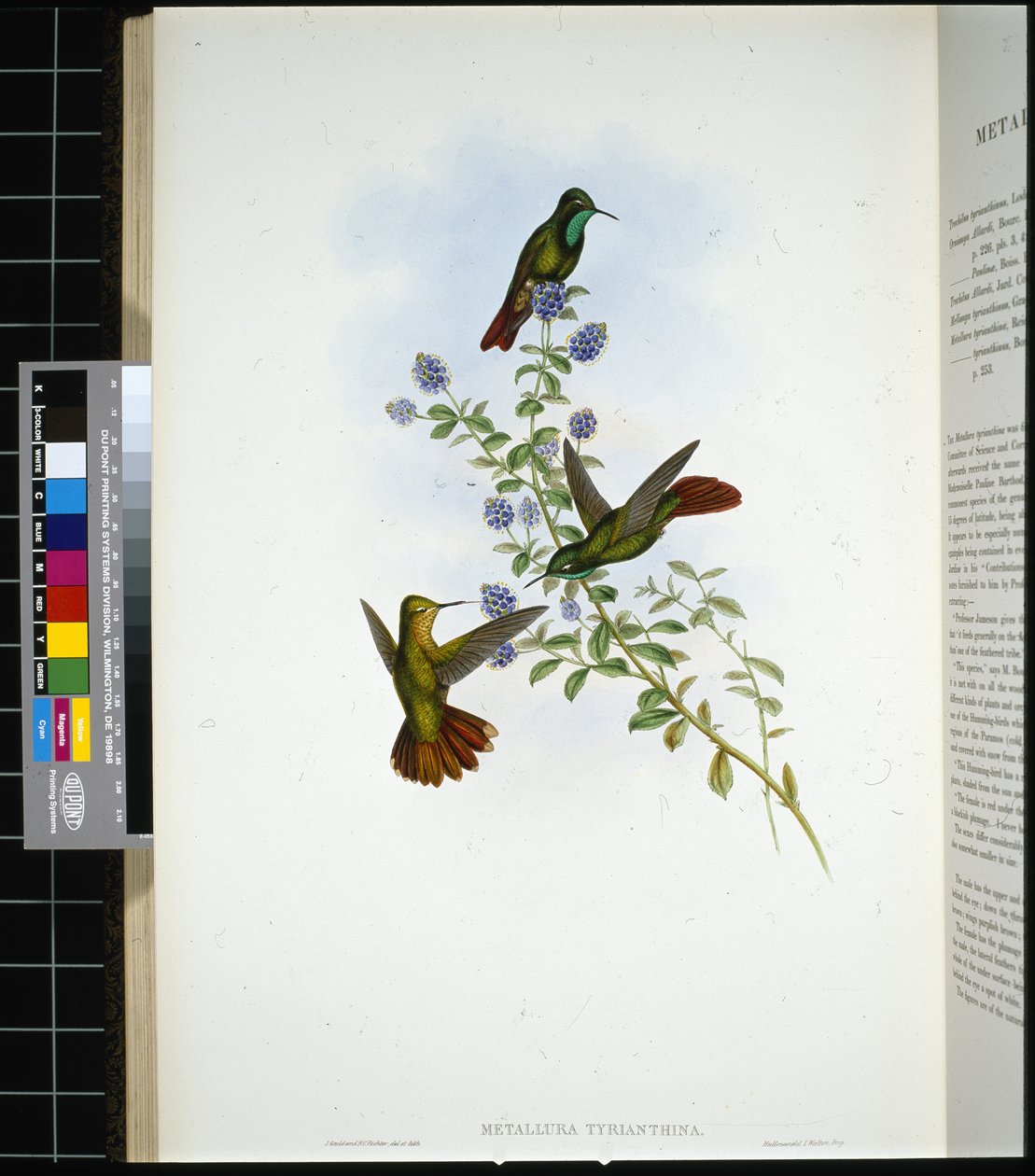 Tyrian-tail (metallura Tyrianthina) (ručně barvené litho) od John (after) Gould