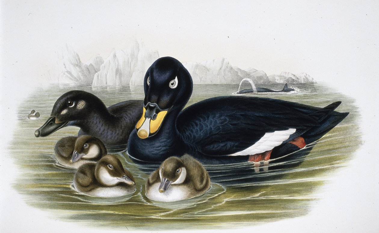 Velvet Scoter (oidemla fusca) (ručně barvené litho) od John (after) Gould