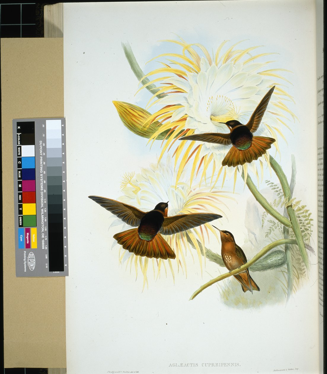Stenura venezuelská (panychlora stenura) a (panychlora Russata) (ručně barvená litho) od John (after) Gould