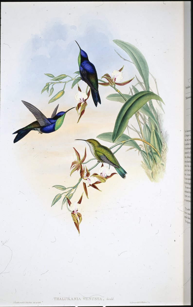 Veraguan Panoplites (Thalurania Venusta) od John (after) Gould