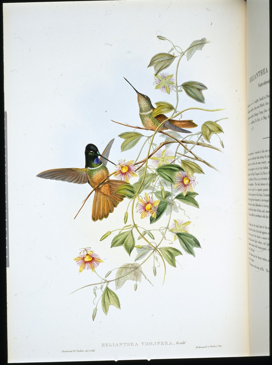 Fialková hvězdice (Helianthea Violifera) (ručně barvené lito) od John (after) Gould