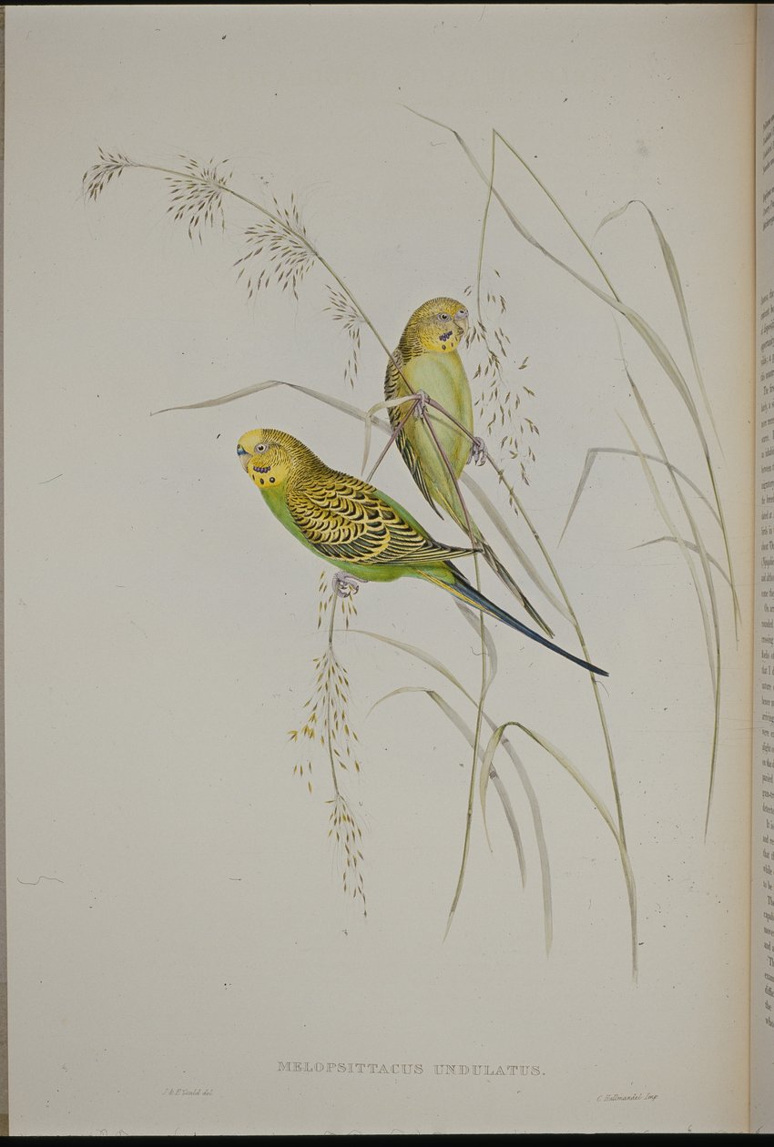 Papoušek travní (Melopsittacus Undulatus) (ručně barvený litho) od John (after) Gould