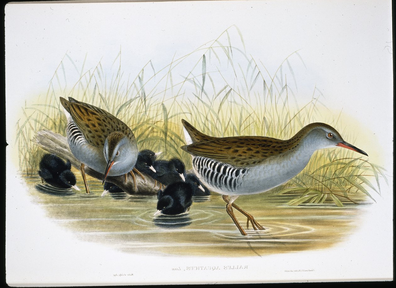 Water-Rail (Rallus Aquaticus) (ručně barvené lito) od John (after) Gould