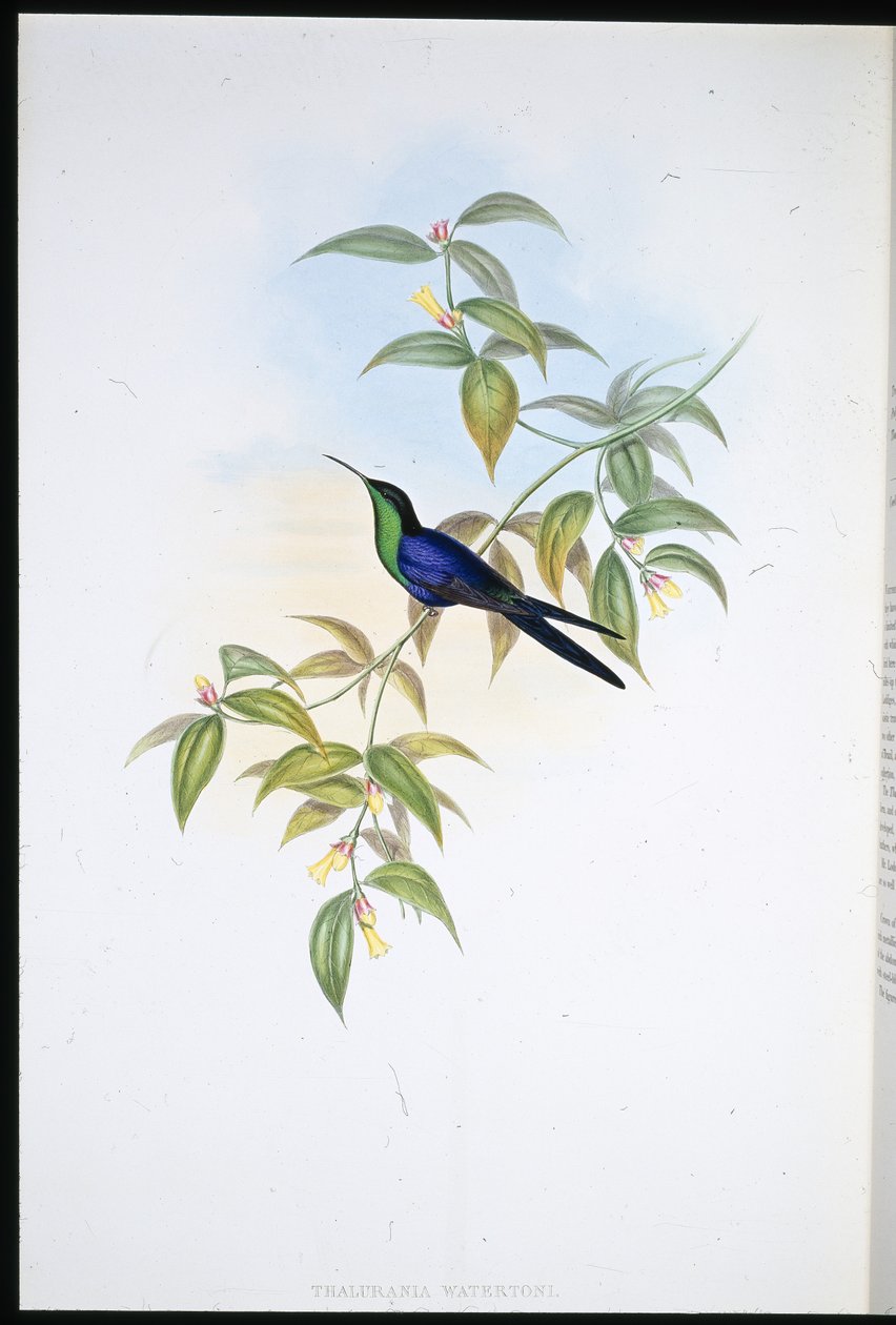Watertonova dřevěná nymfa (Thalurania Watertoni) (ručně barvené lito) od John (after) Gould