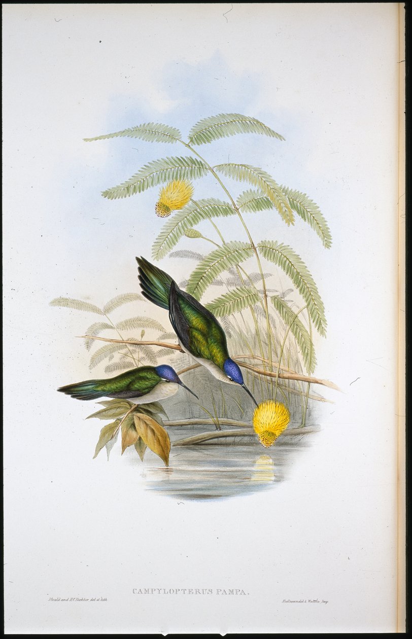 klínoocasá šavle křídla (Campylopterus Pampa) (ručně barvená lito) od John (after) Gould
