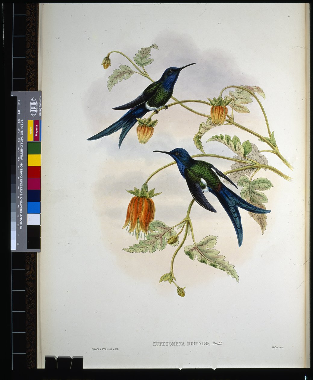Vlaštovčí ocas západní (Eupetomena hirundo) (ručně kolorovaná litografie) od John (after) Gould