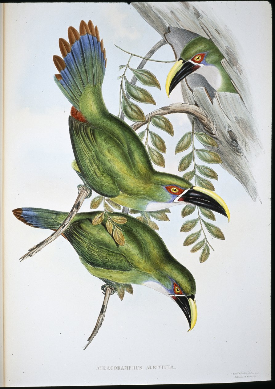 Tukan bělopásý (Aulacoramphus Albivitta) (ručně barvené lito) od John (after) Gould