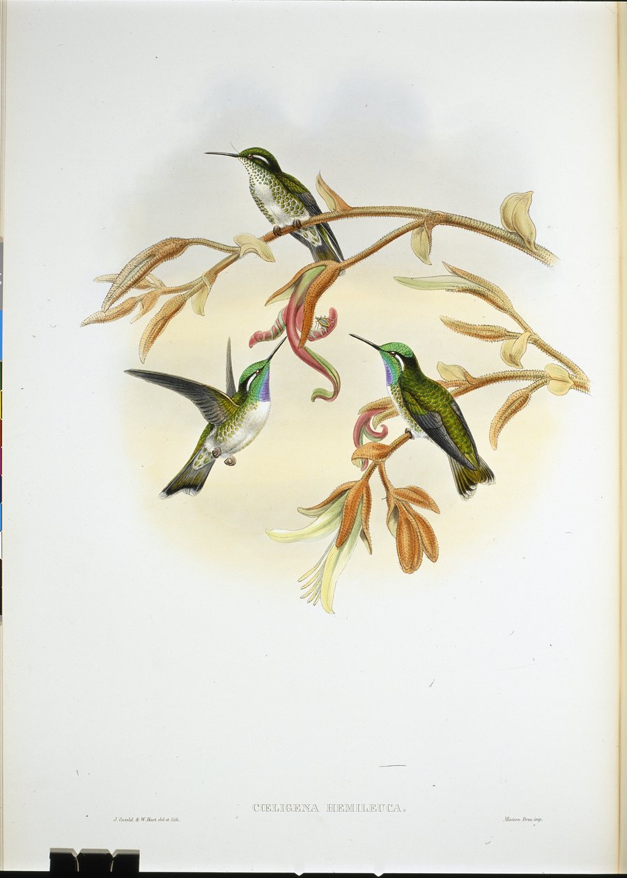 Kolibřík bělobřichý Cacique (Coeligena Hemileuca) (ručně barvený litho) od John (after) Gould