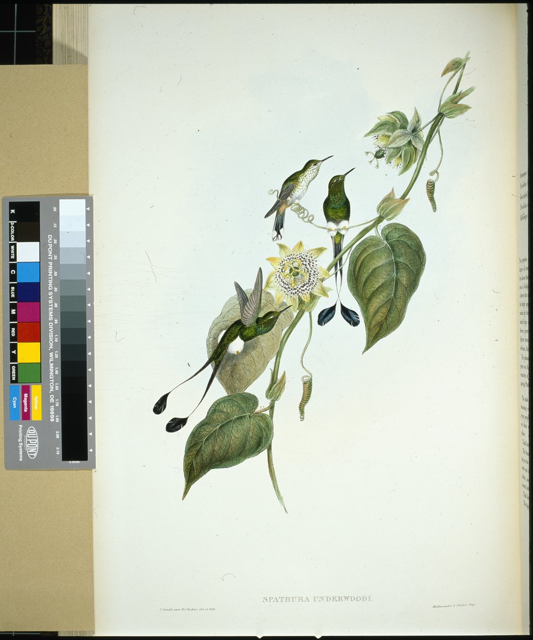 Racket-tail s bílou botou (spathura Underwoodi) (ručně barvený litho) od John (after) Gould