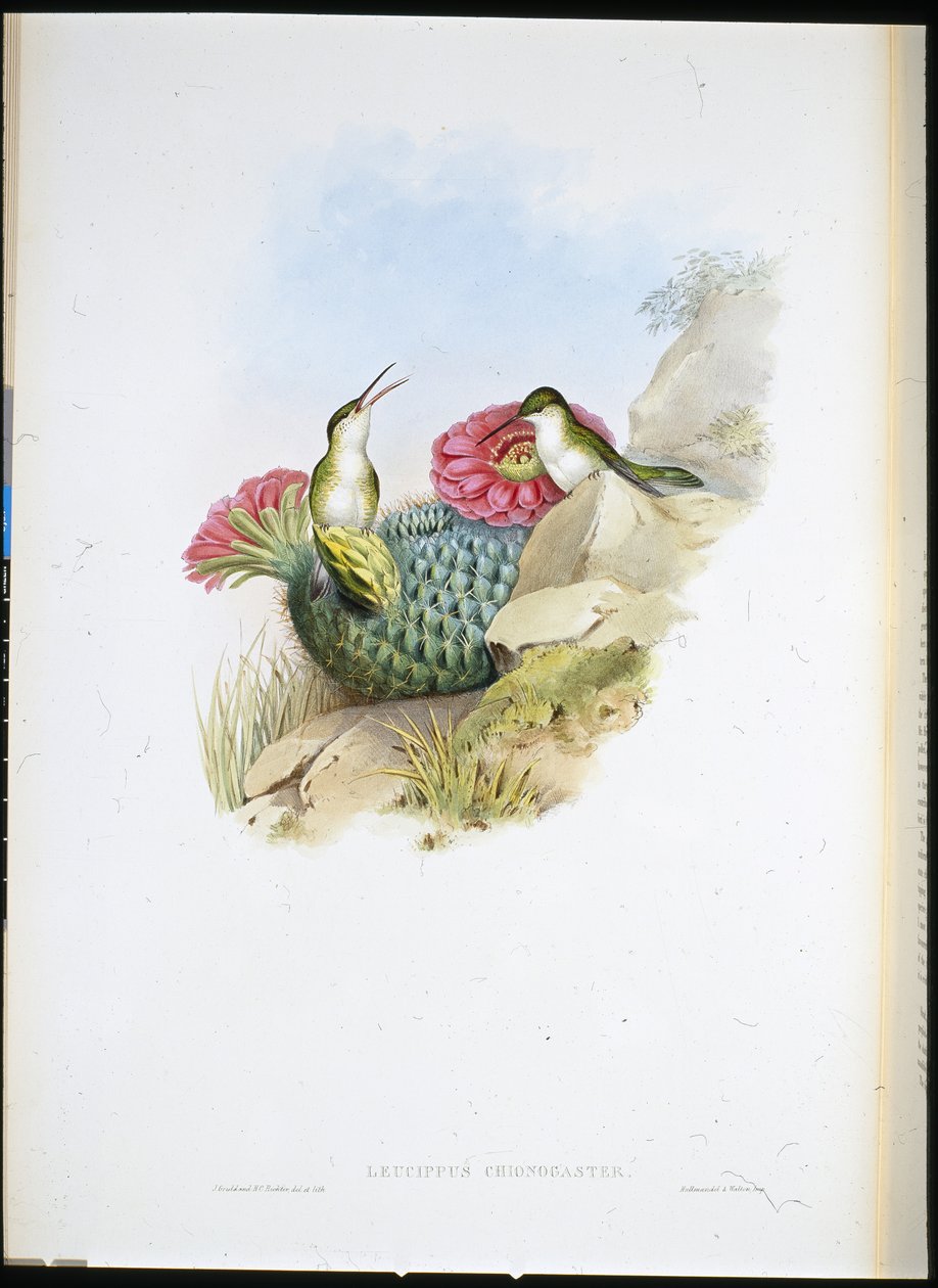 Běloprsý Leucippus (leucippus chionogaster) (ručně barvený litho) od John (after) Gould