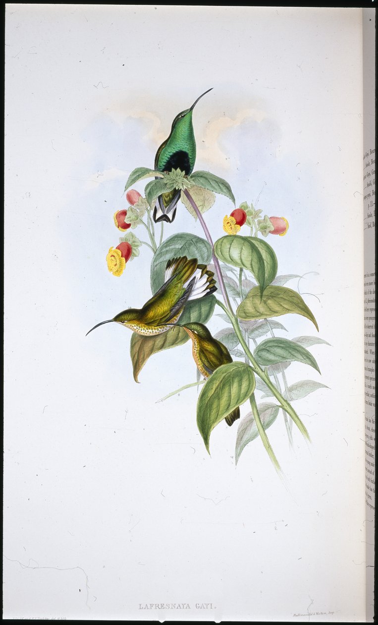 Sametovka běloocasá (Lafresnaya Gayi) (ručně barvené litho) od John (after) Gould
