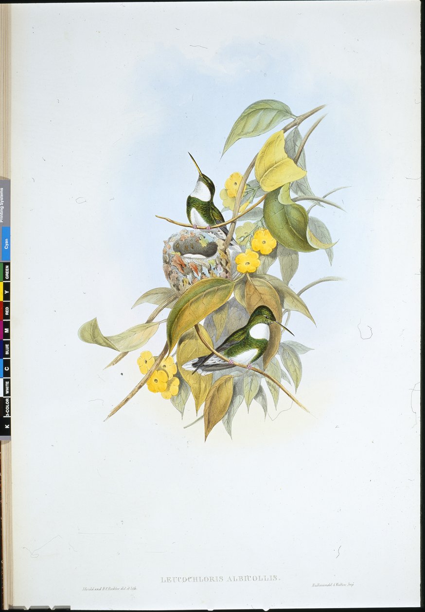 Bělohlavec (Leucochloris Albicollis) (ručně barvený litho) od John (after) Gould
