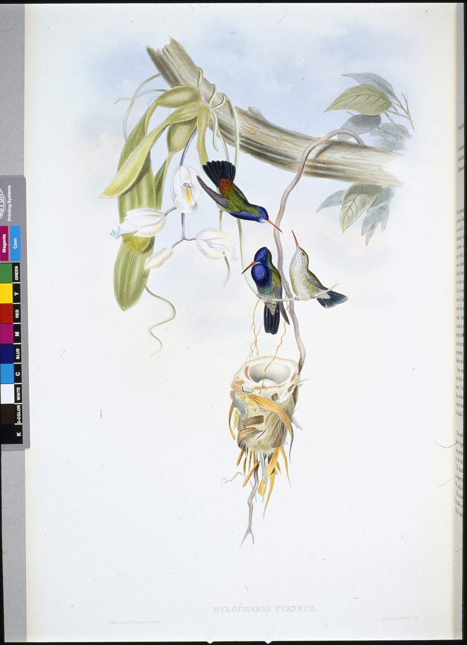 Safír bělohrdlý (Hylocharis Cyaneus) (ručně barvené lito) od John (after) Gould