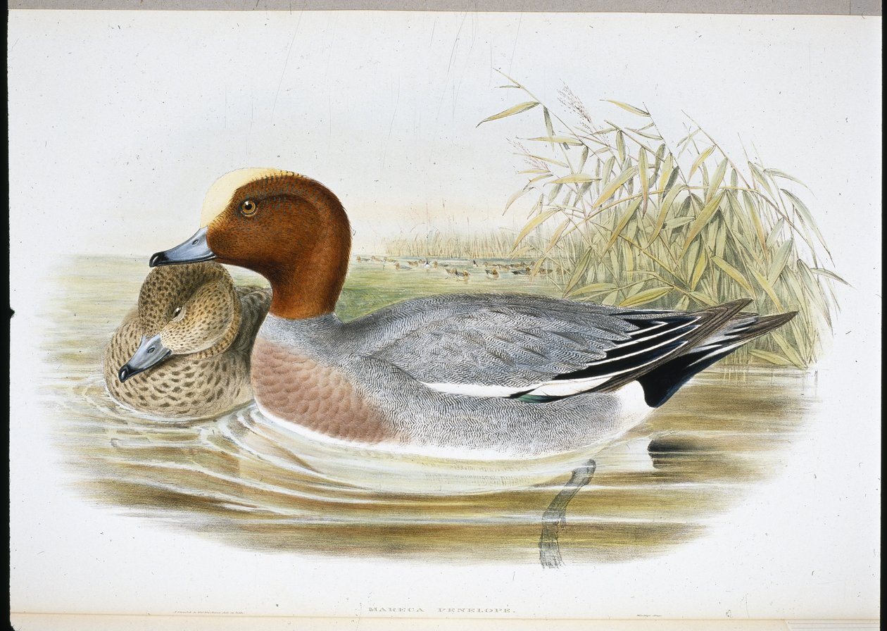 Widgeon (Mareca Penelope) (ručně kolorovaný litho) od John (after) Gould