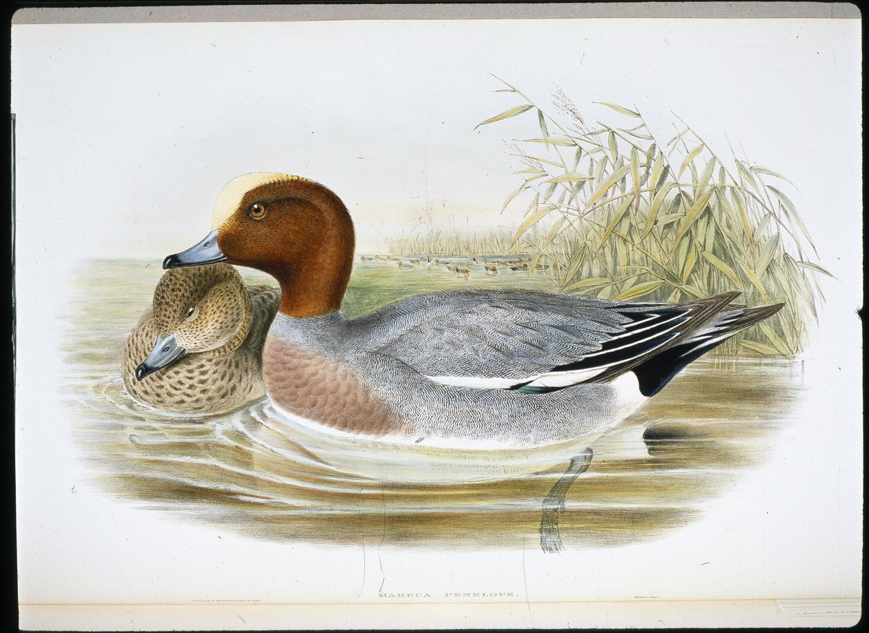 Widgeon (Mareca Penelope) (ručně kolorovaný litho) od John (after) Gould