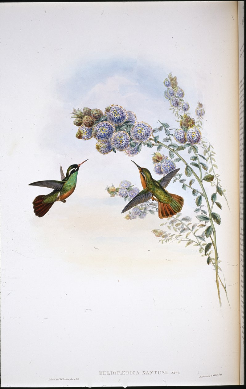 Xantův kolibřík (Heliopaedica Xantusia) (ručně barvený litho) od John (after) Gould