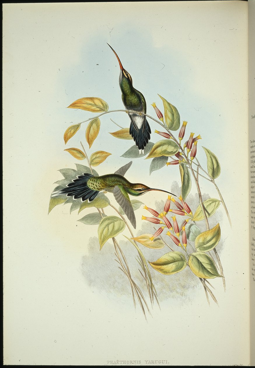 Poustevník yarquijský (Phaerthornis yarugui) (ručně kolorovaná litografie) od John (after) Gould