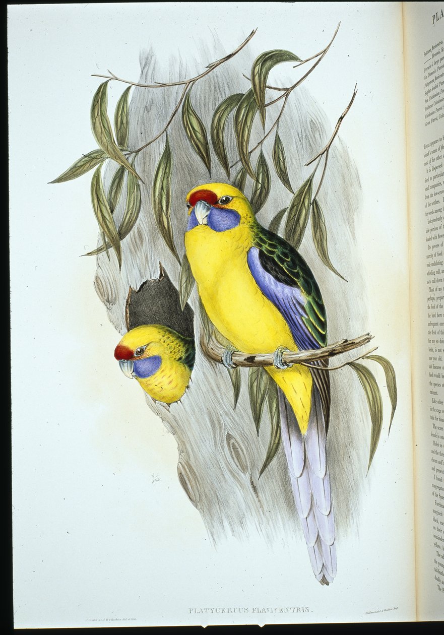 Andulka žlutobřichá (platycercus flaviventris) (ručně barvená litho) od John (after) Gould