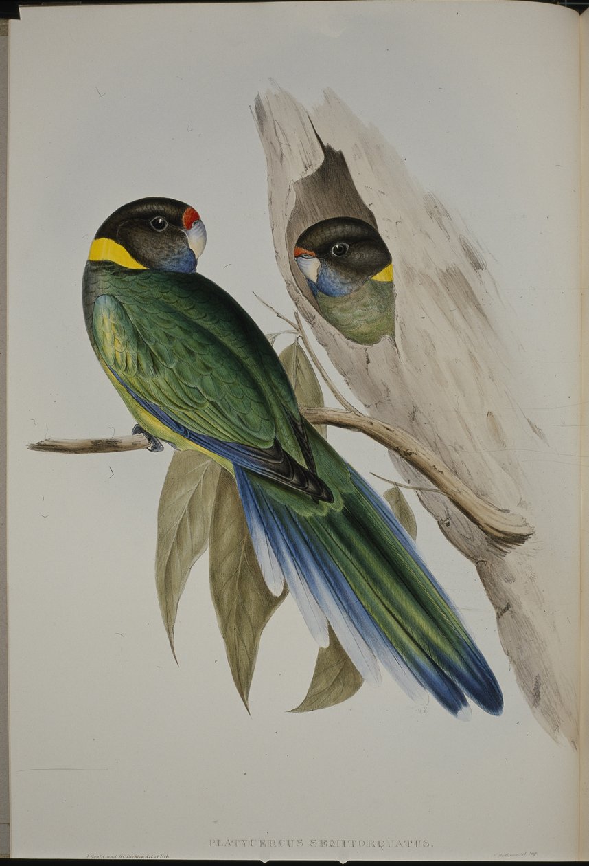 Andulka žlutomilá (Platycercus Semitorquatus) (ručně barvená lito) od John (after) Gould
