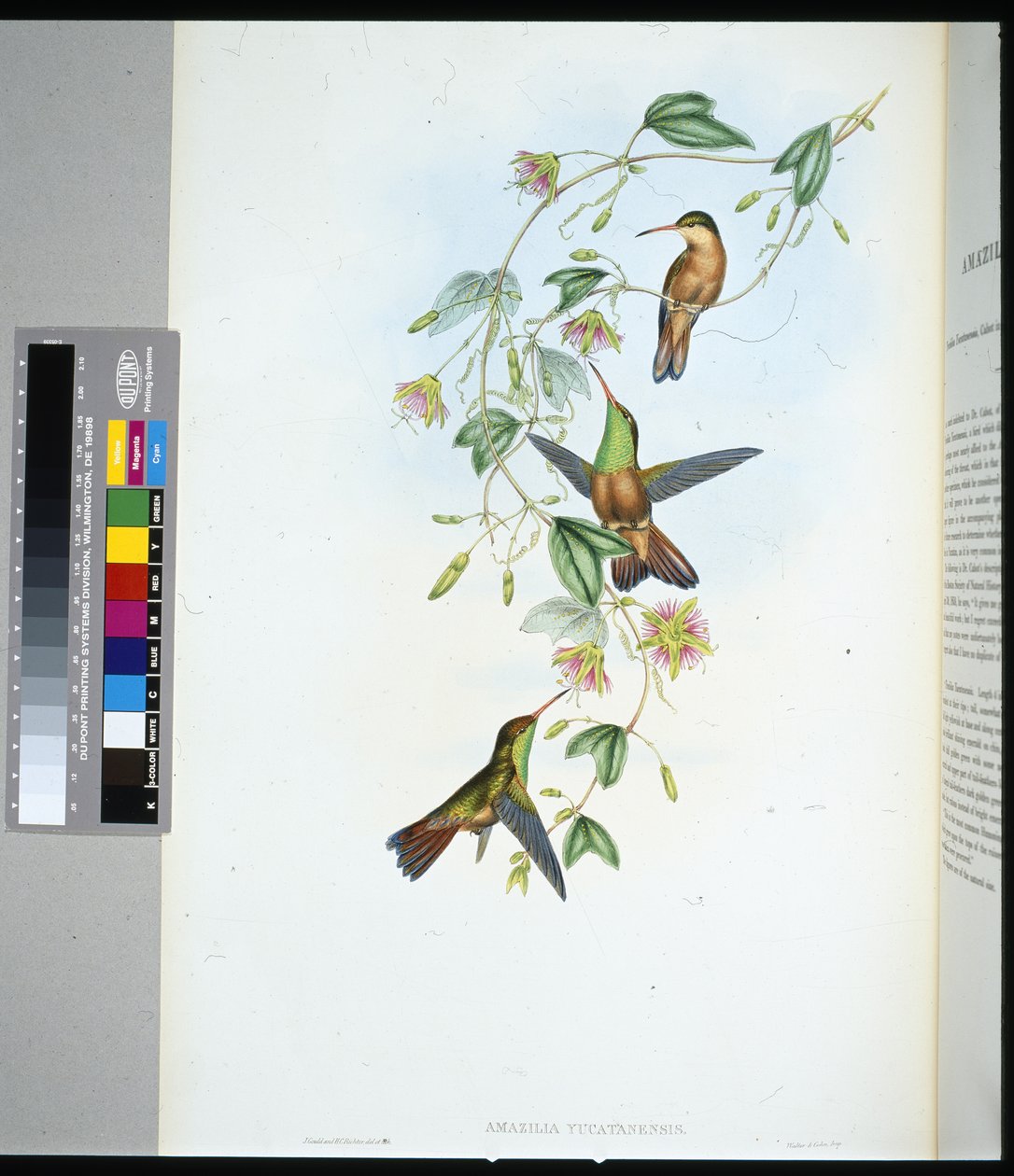 Yucatan Amazili (pouta yucatanensis) (ručně barvené orgány) od John (after) Gould