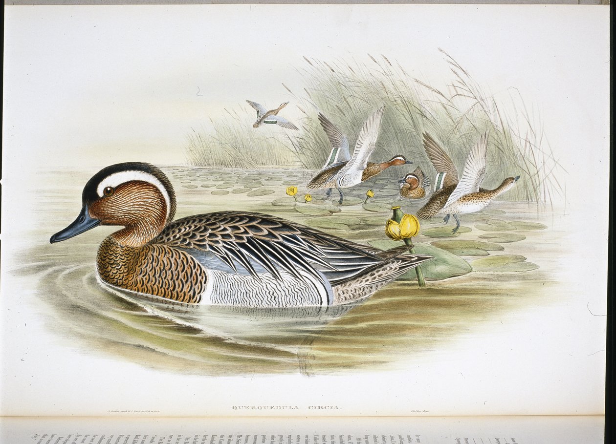 Querquedula Circia (ručně barvené lito) od John (after) Gould