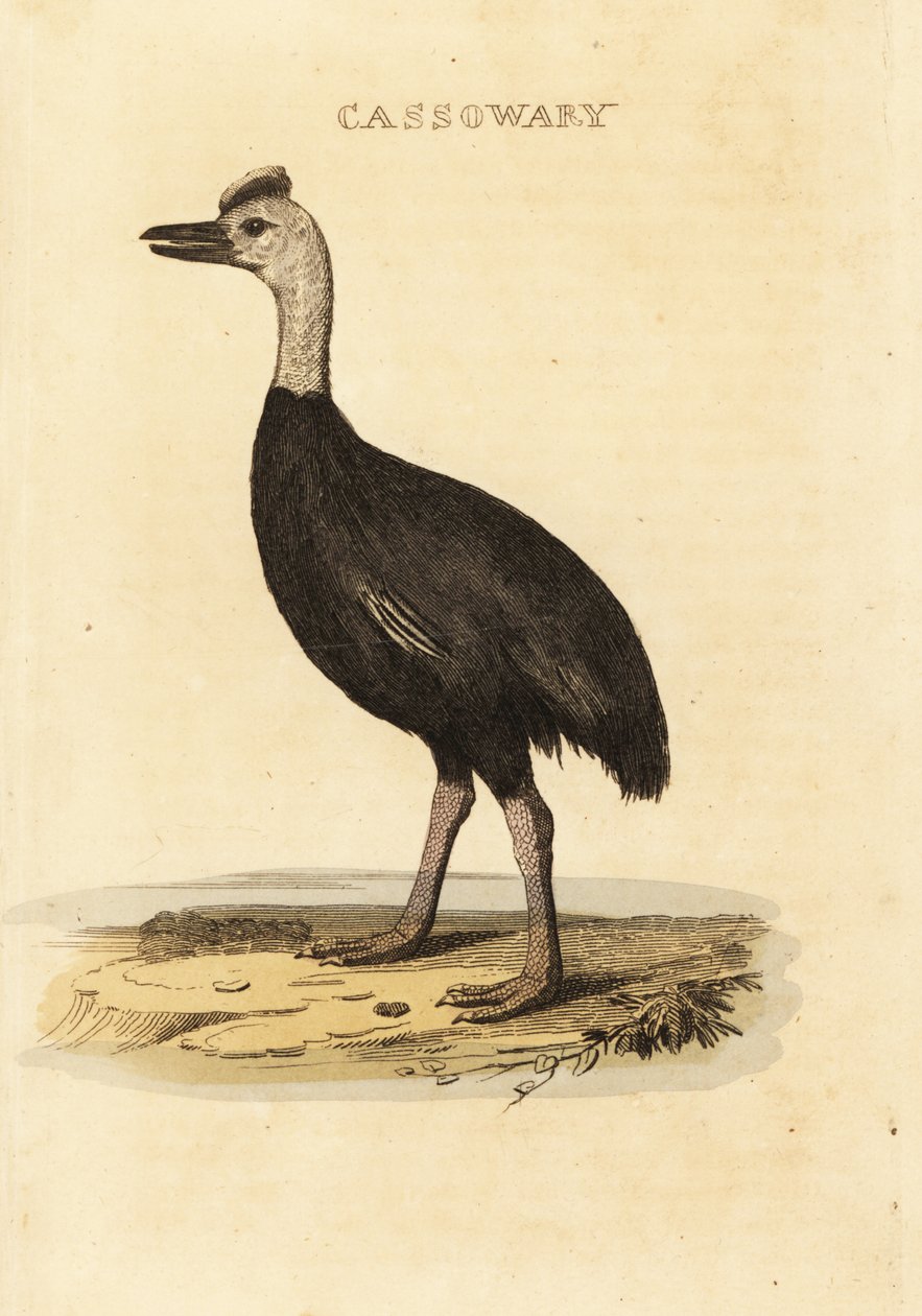 Kasuár jižní, Casuarius casuarius od John (after) Latham
