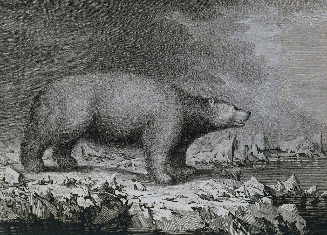 Polar Bear, rytina Petera Mazela po kresbě Johna Webbera (1750-1793) vytvořená během třetí cesty Jamese Cooka od John (after) Webber